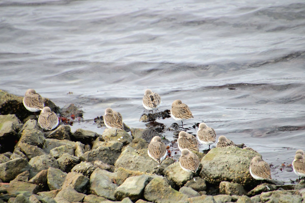 Dunlin - ML645922126