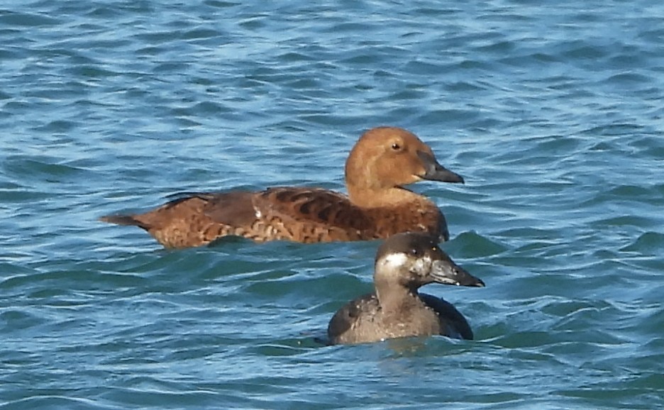 King Eider - ML645922143