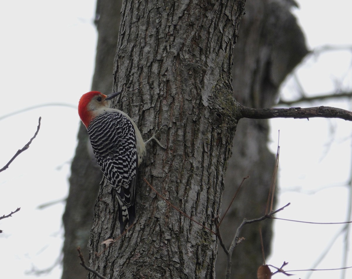 Carolinaspecht - ML645922144