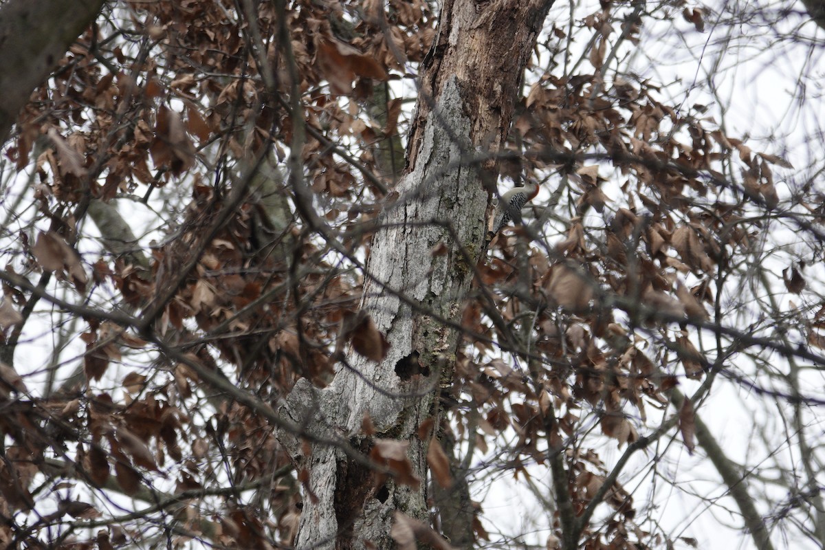 Carolinaspecht - ML645922146