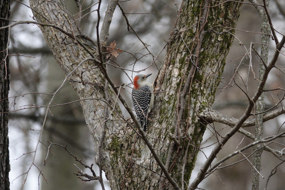 Carolinaspecht - ML645922147