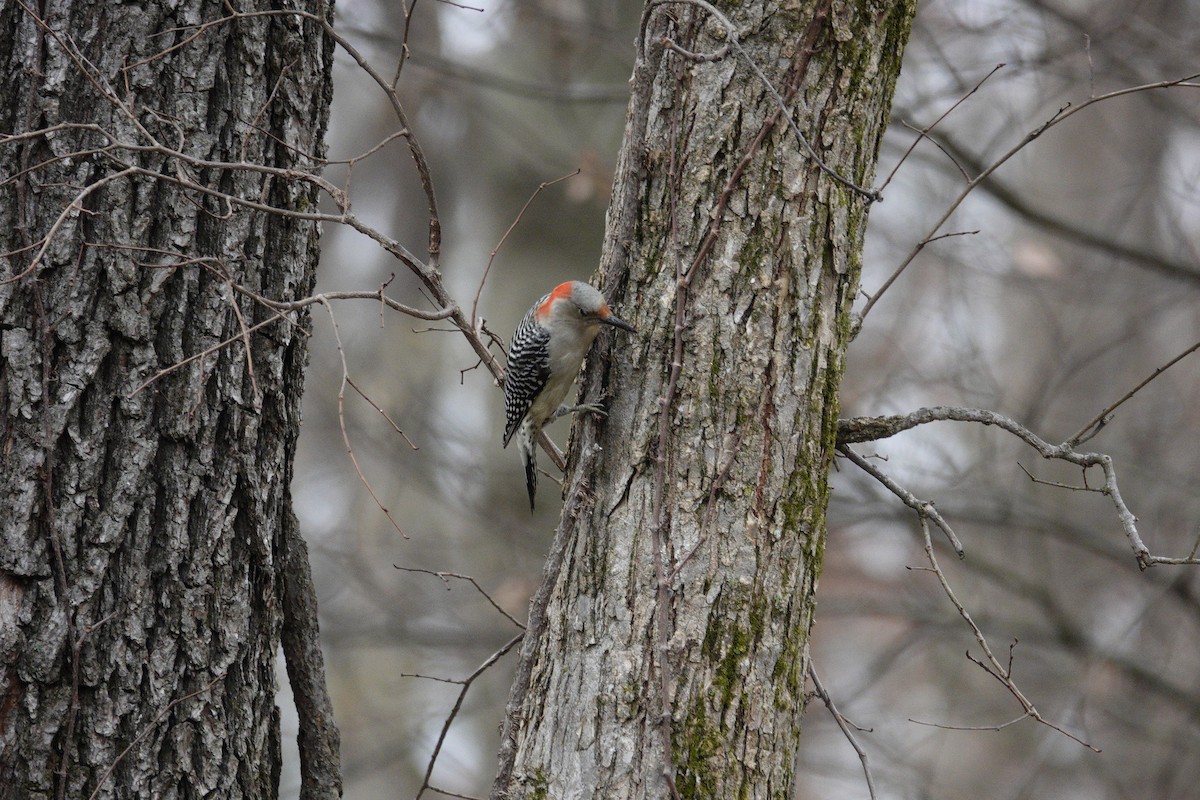 Carolinaspecht - ML645922148