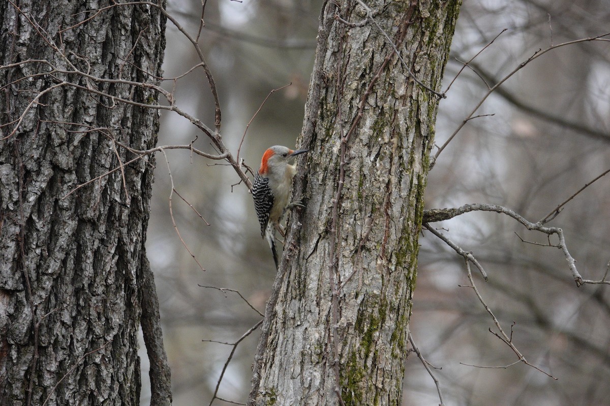 Carolinaspecht - ML645922149