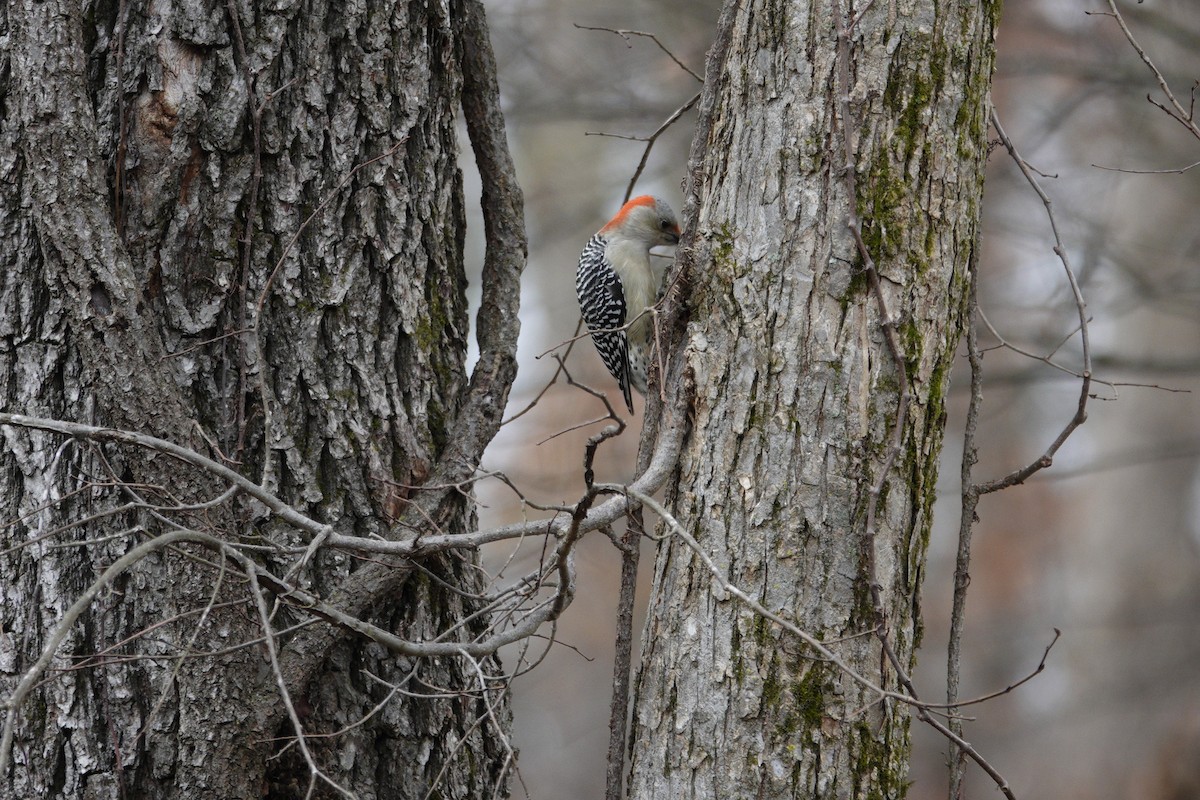 Carolinaspecht - ML645922150