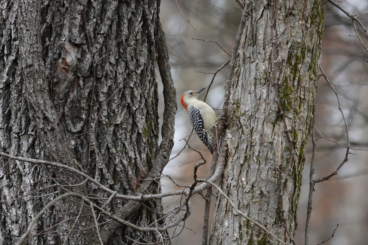 Carolinaspecht - ML645922151