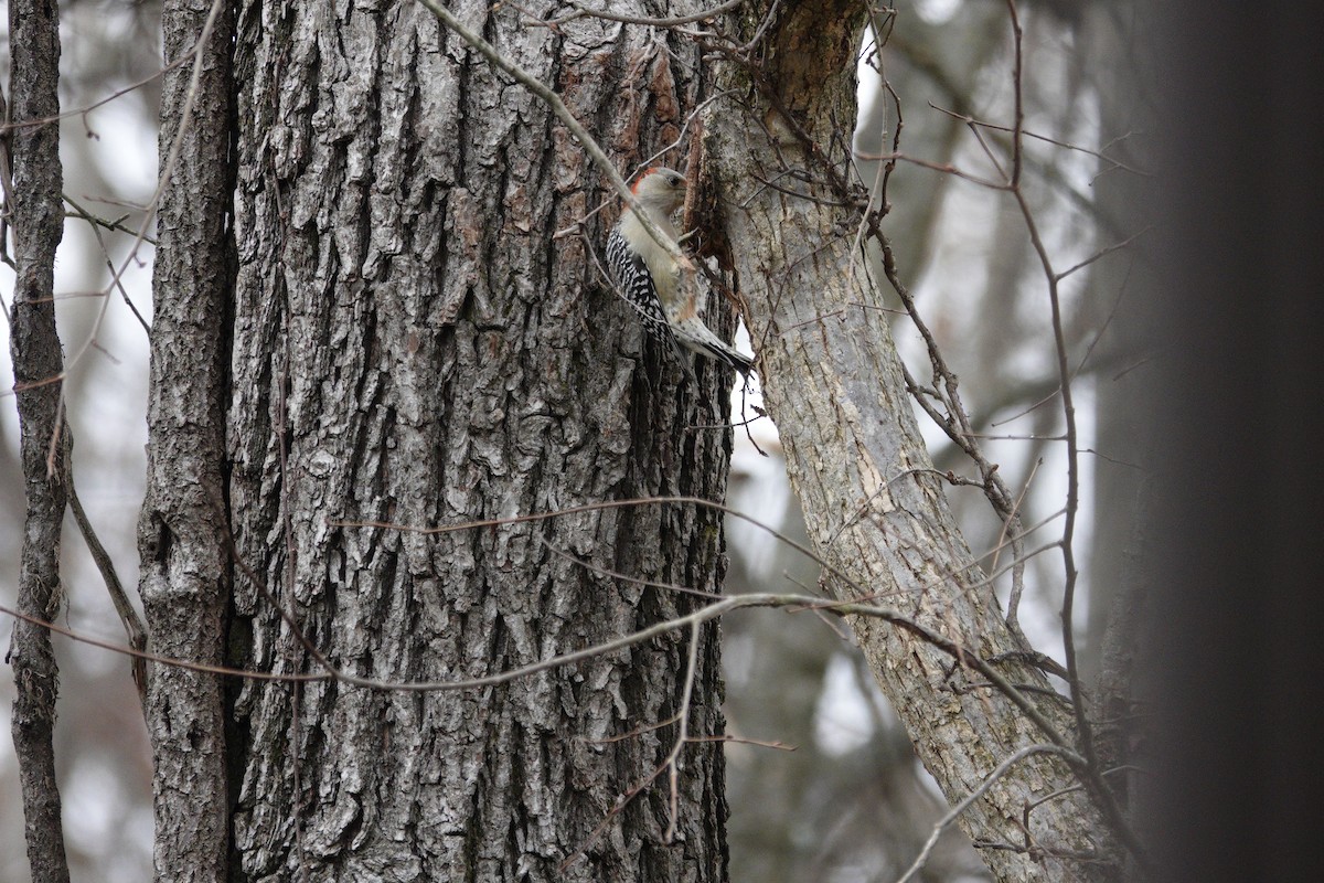 Carolinaspecht - ML645922152