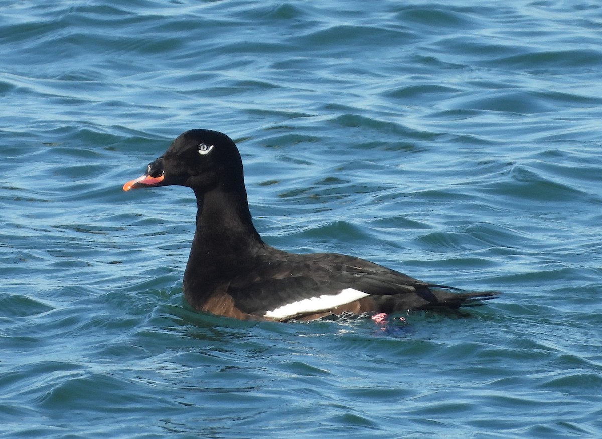 White-winged Scoter - ML645922153