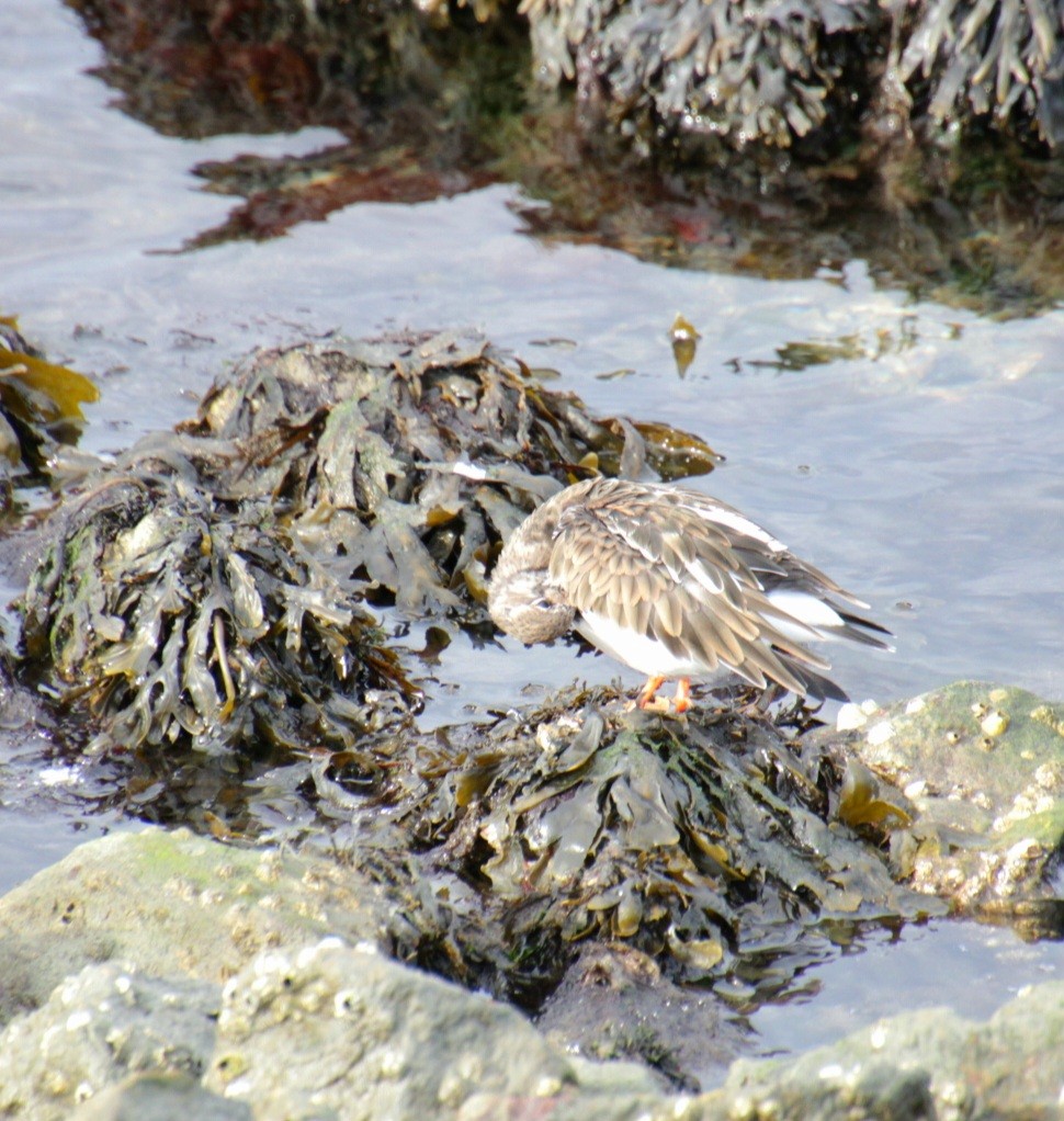 Ruddy Turnstone - ML645922175