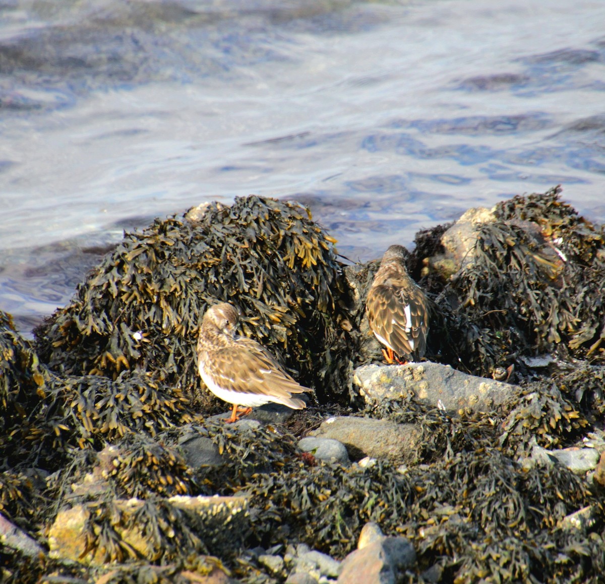 Ruddy Turnstone - ML645922177