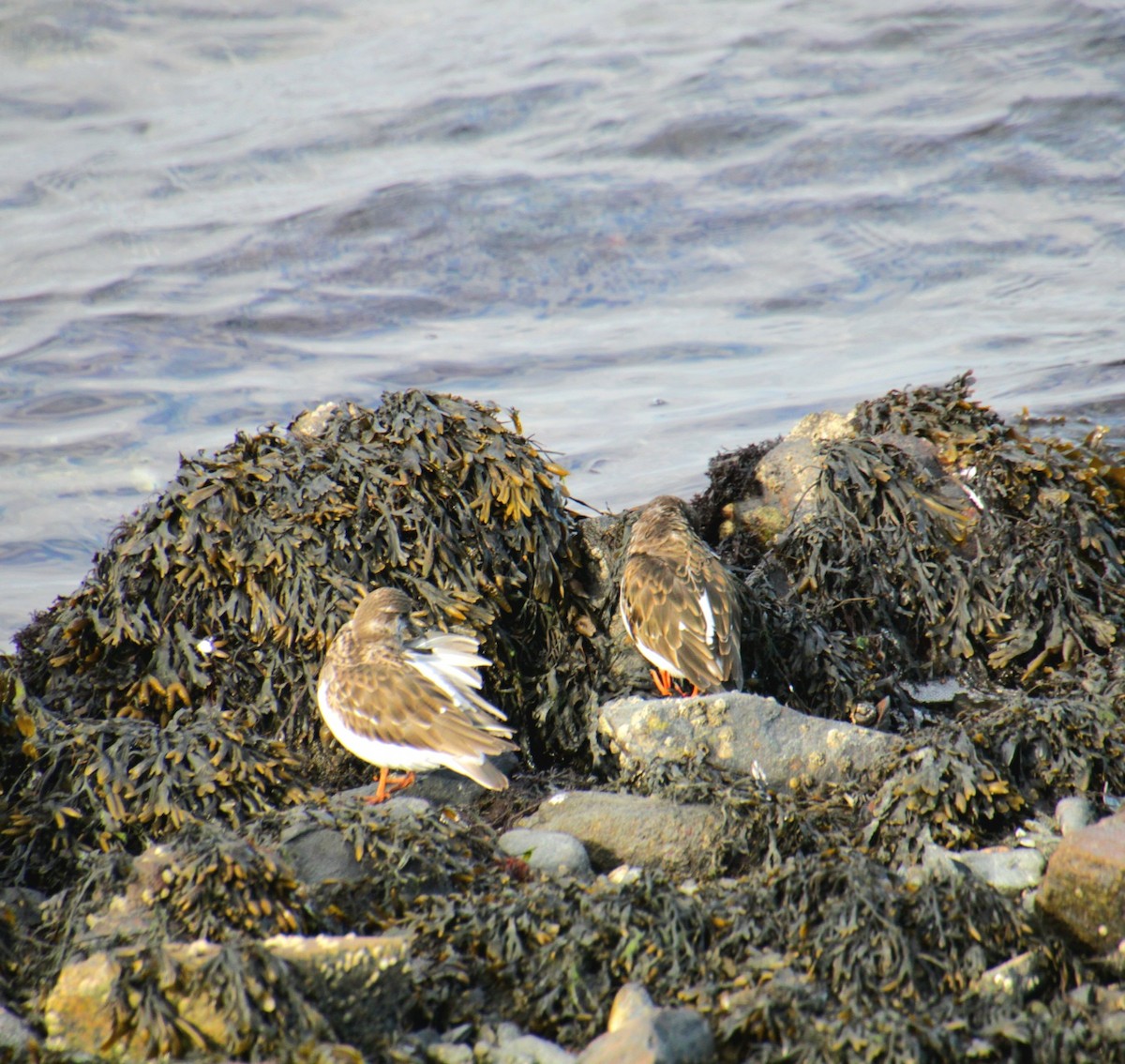 Ruddy Turnstone - ML645922178