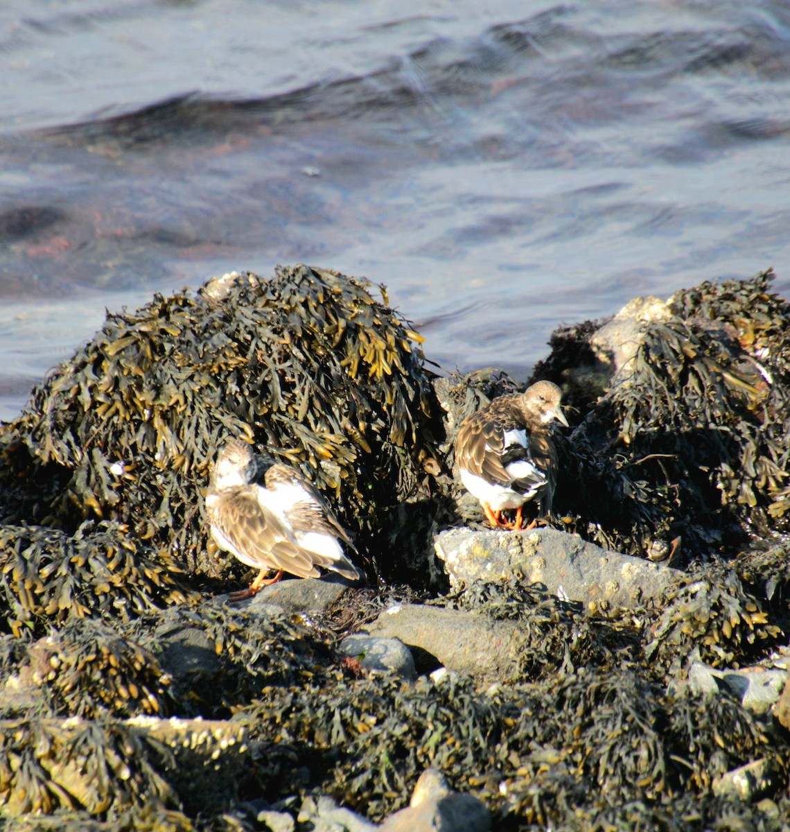 Ruddy Turnstone - ML645922179