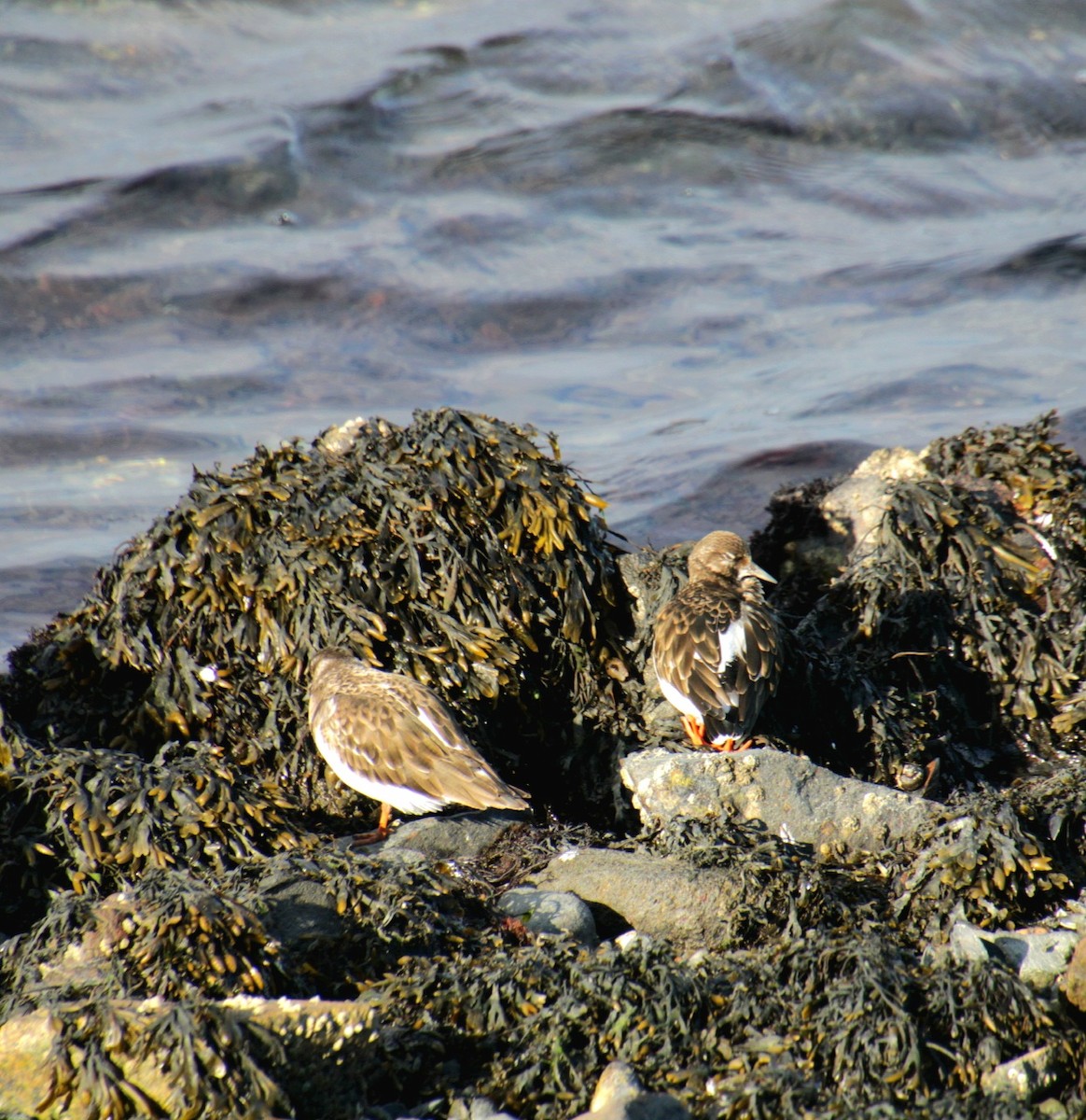 Ruddy Turnstone - ML645922180
