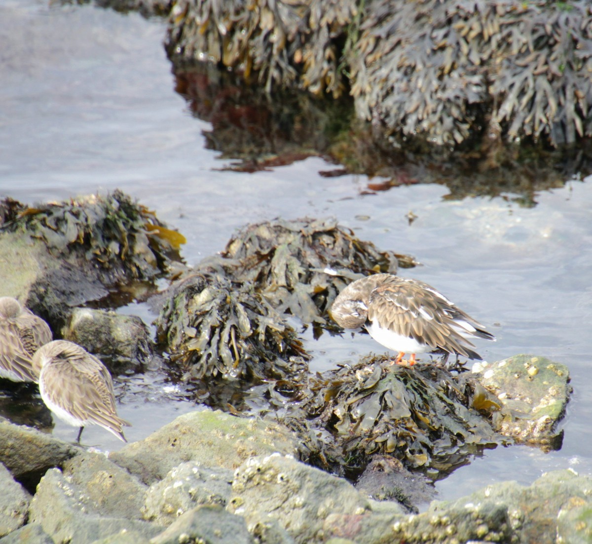 Ruddy Turnstone - ML645922183