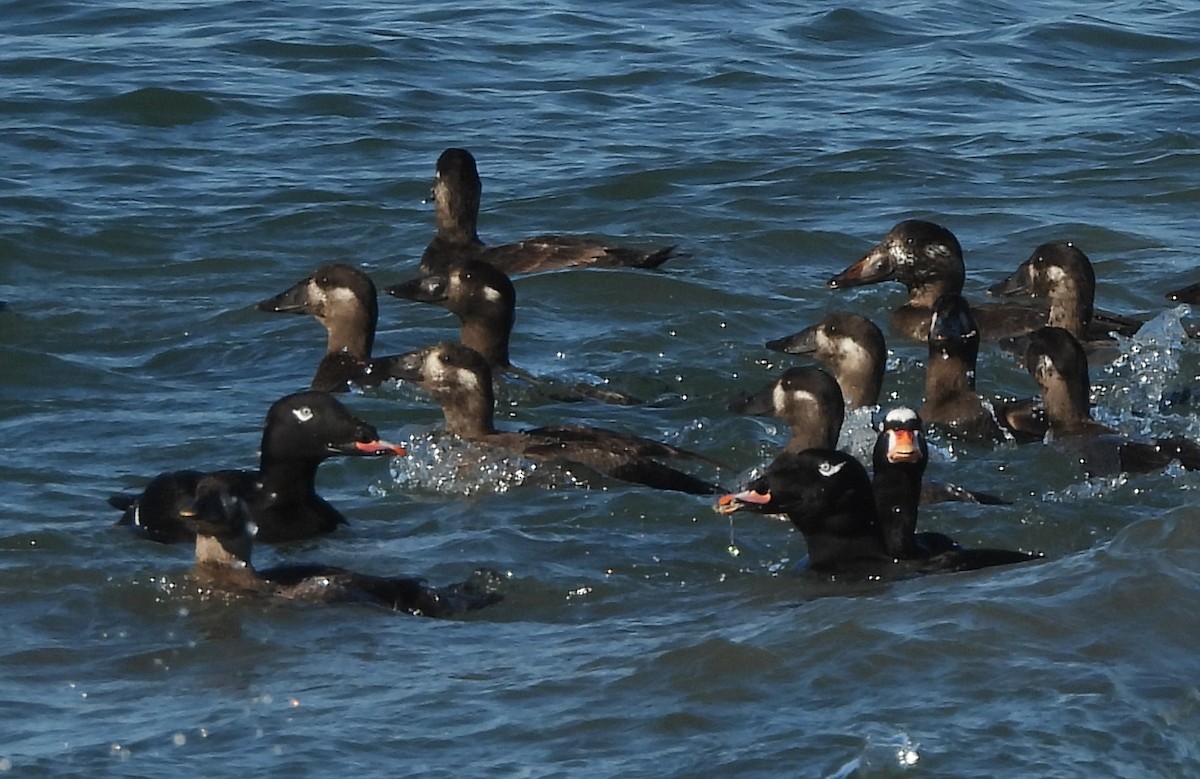 White-winged Scoter - ML645922185