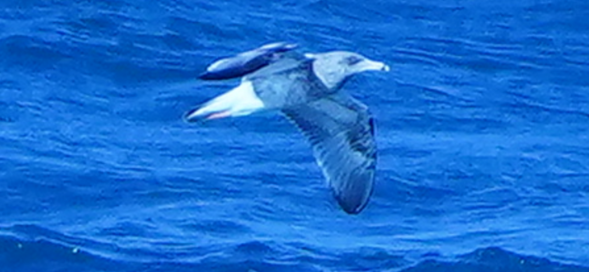 American Herring Gull - ML645922193