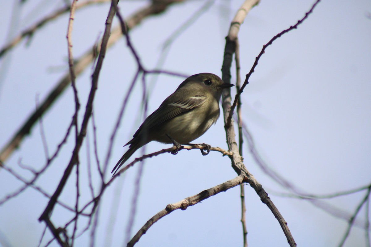 Hutton's Vireo - ML645922221