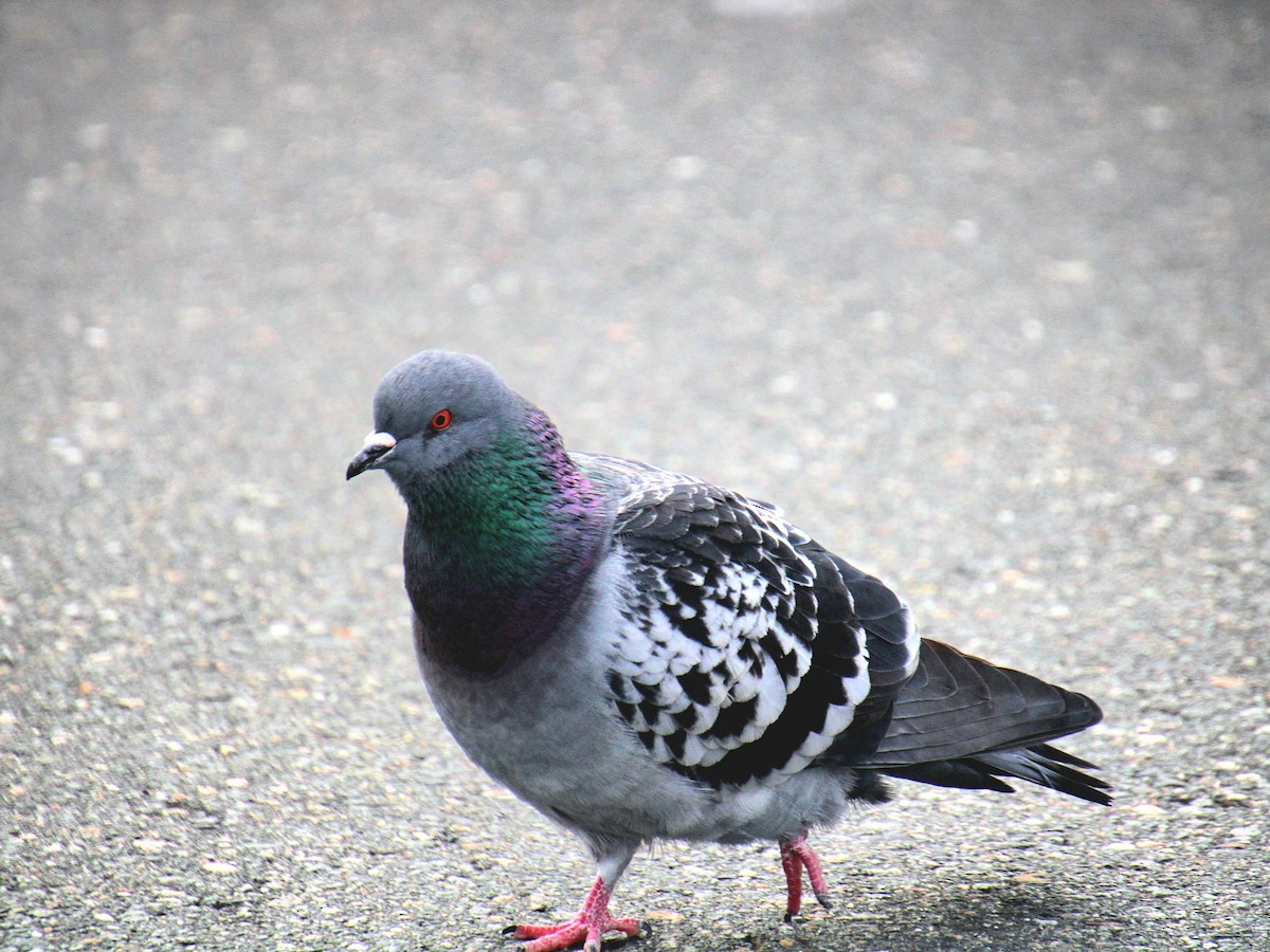 Rock Pigeon (Feral Pigeon) - ML645922224