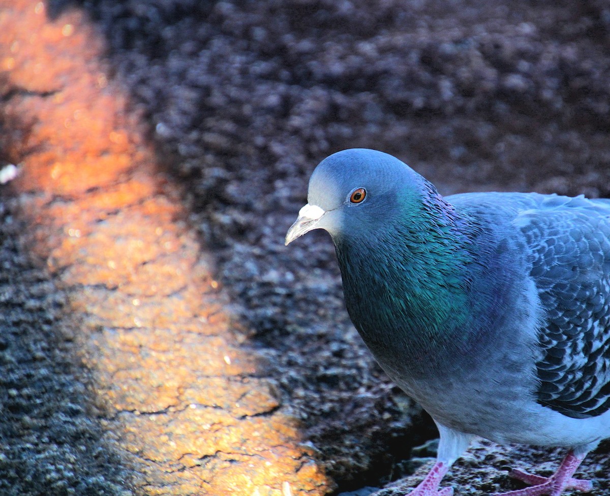 Rock Pigeon (Feral Pigeon) - ML645922225