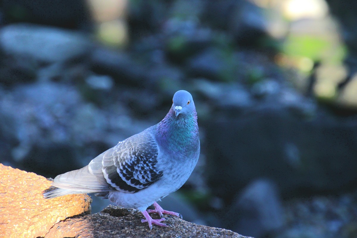 Rock Pigeon (Feral Pigeon) - ML645922226