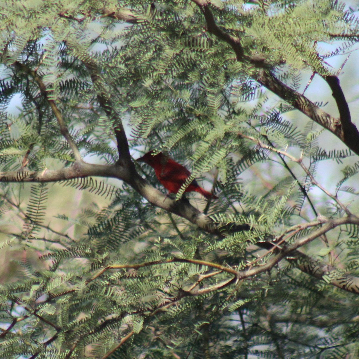 Summer Tanager - ML645922227