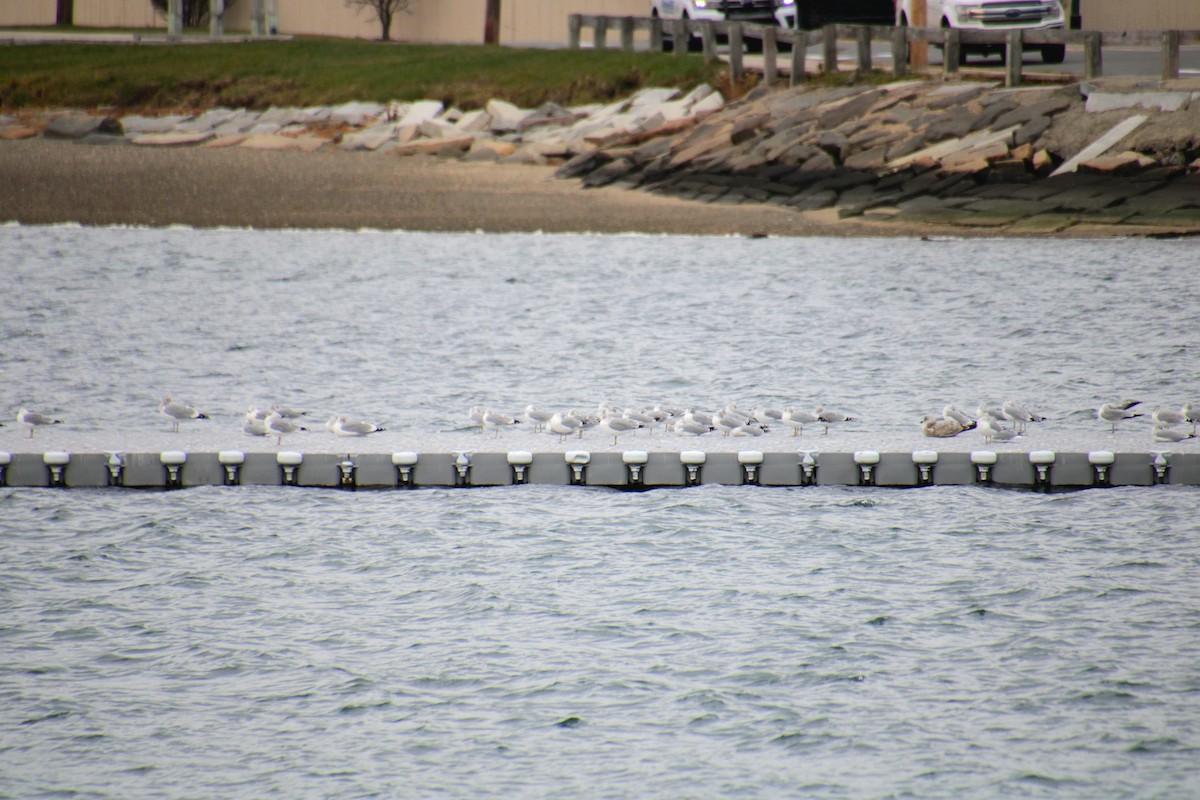 Ring-billed Gull - ML645922240