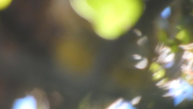 Summer Tanager - ML645922243