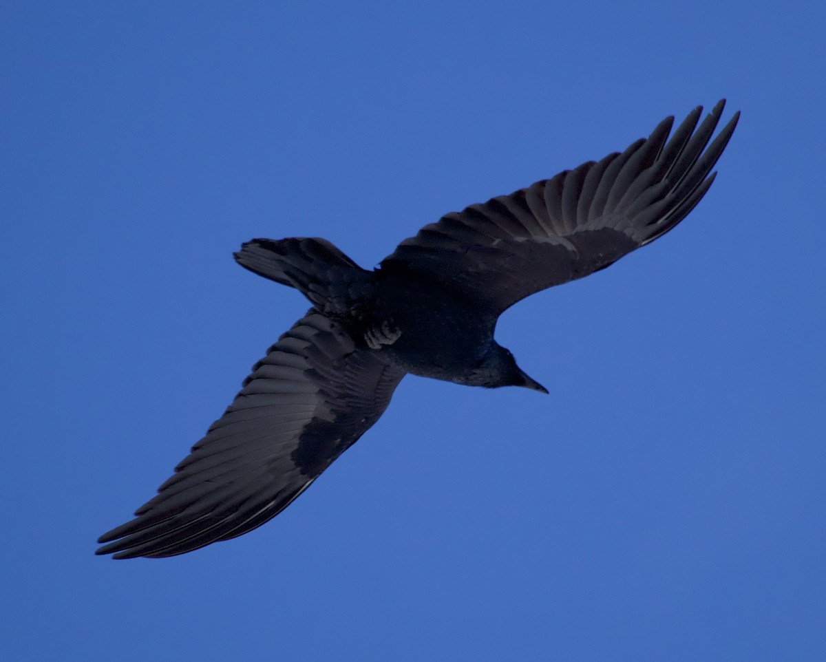 Kolkrabe - ML645922255