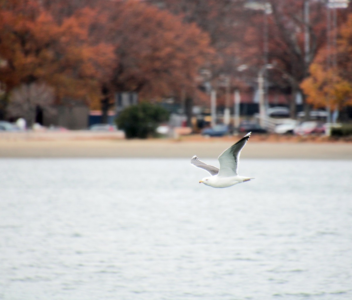 Büyük Kara Sırtlı Martı - ML645922258