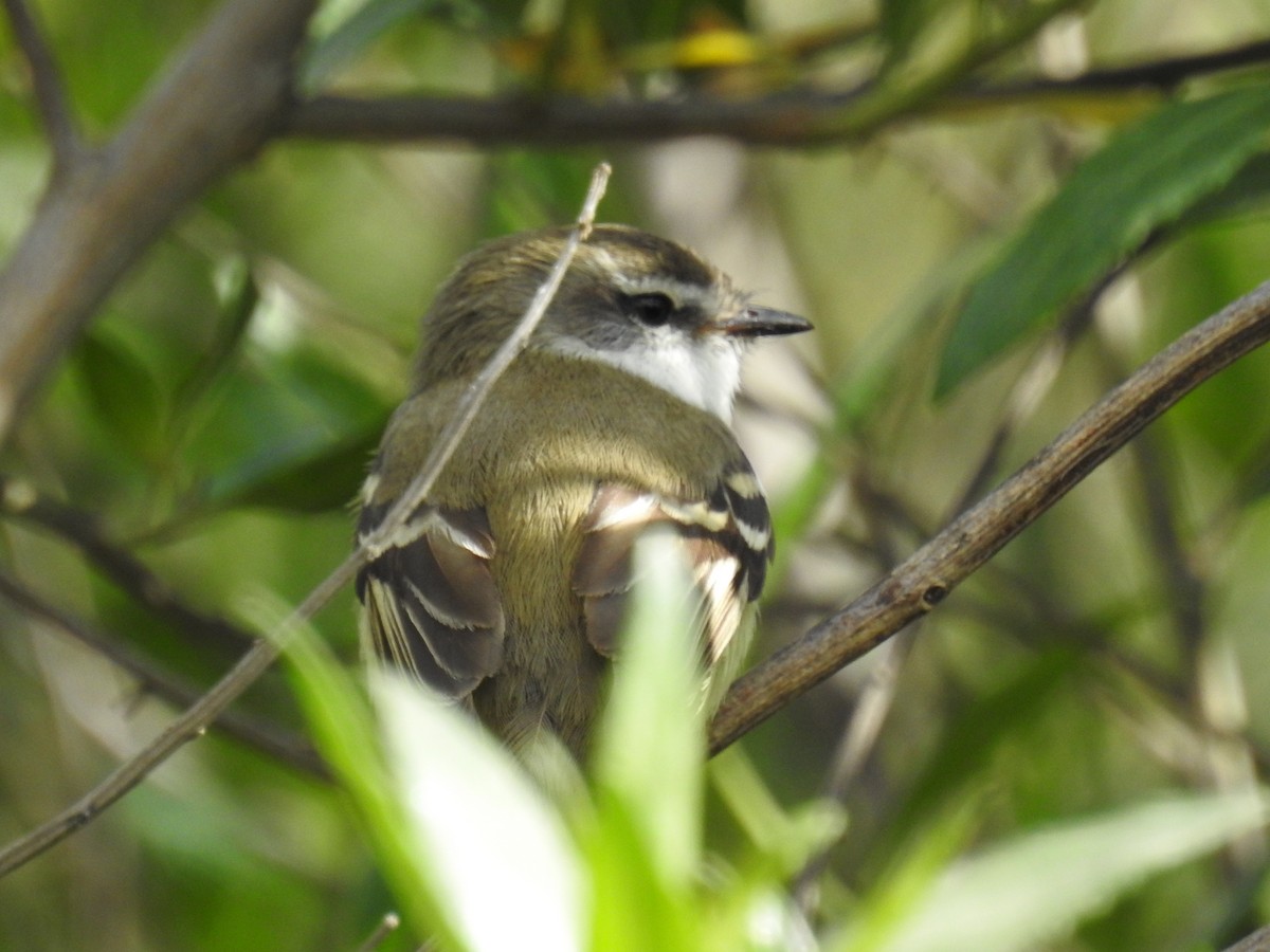 White-throated Tyrannulet - ML645922259