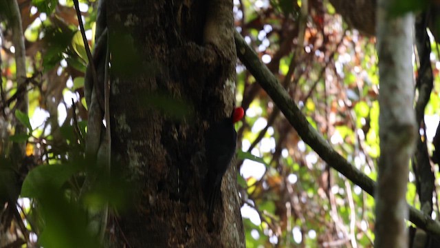 White-bellied Woodpecker - ML645922265