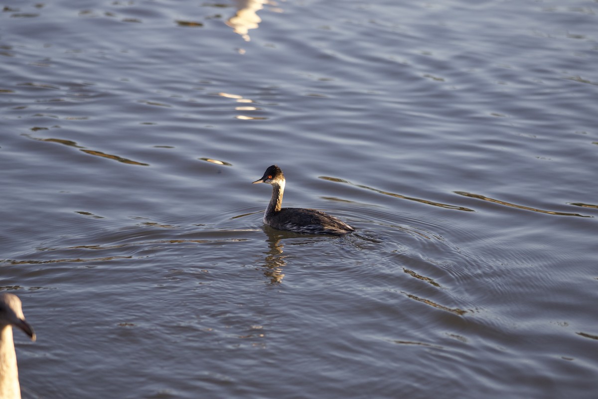 Eared Grebe - ML645922267