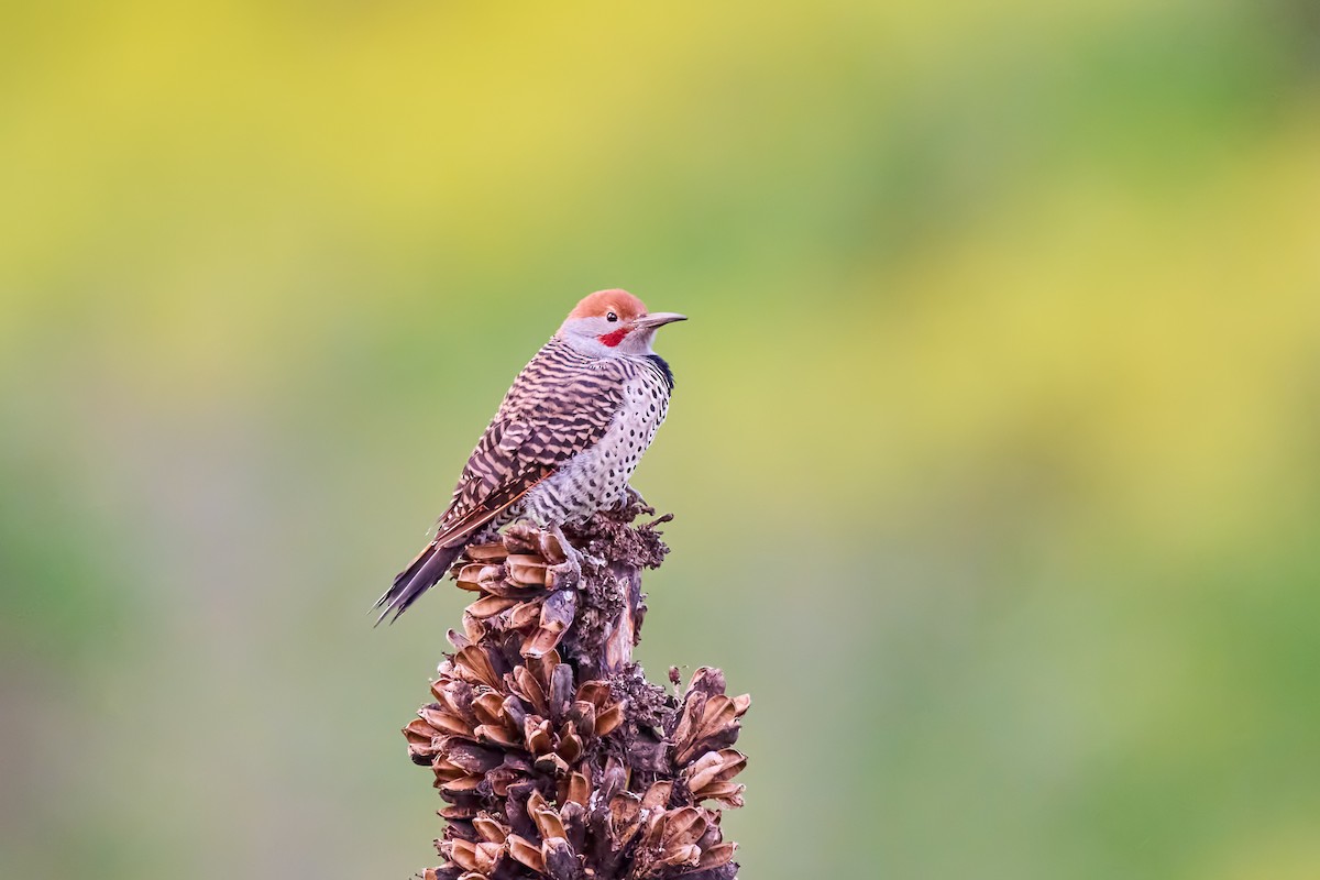Guatemalan Flicker - ML645922269