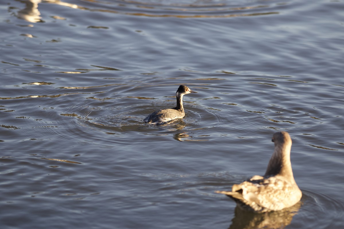 Eared Grebe - ML645922270