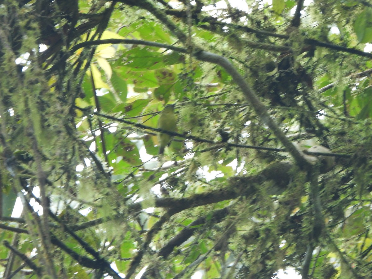 Kahverengi Vireo - ML645922277