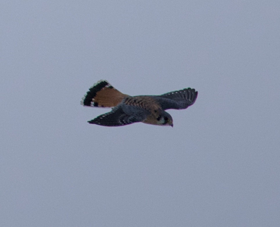 בז אמריקני - ML645922294