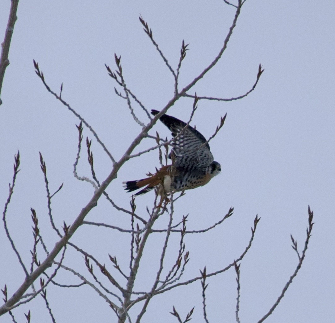 בז אמריקני - ML645922295