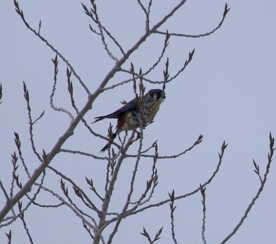 בז אמריקני - ML645922296