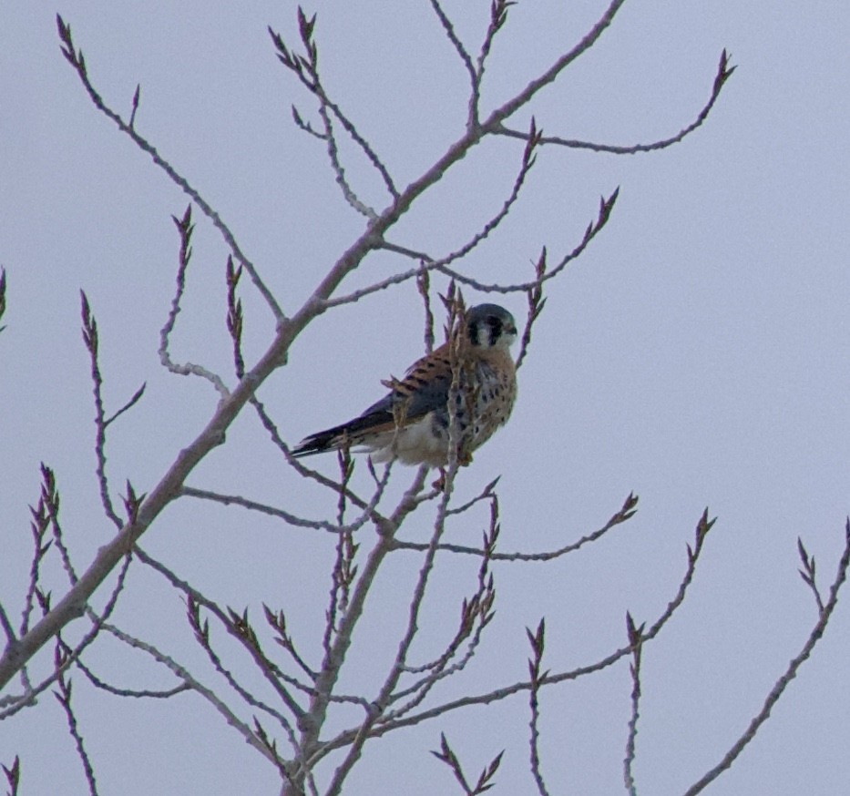 בז אמריקני - ML645922297