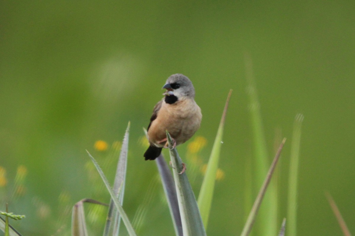 gassermannikin - ML645922300