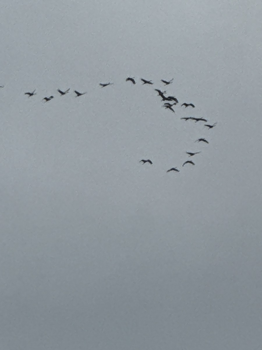 Grulla Canadiense - ML645922326