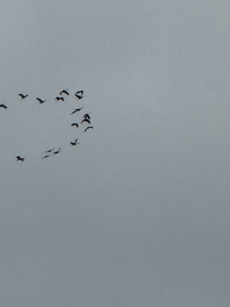 Grulla Canadiense - ML645922327