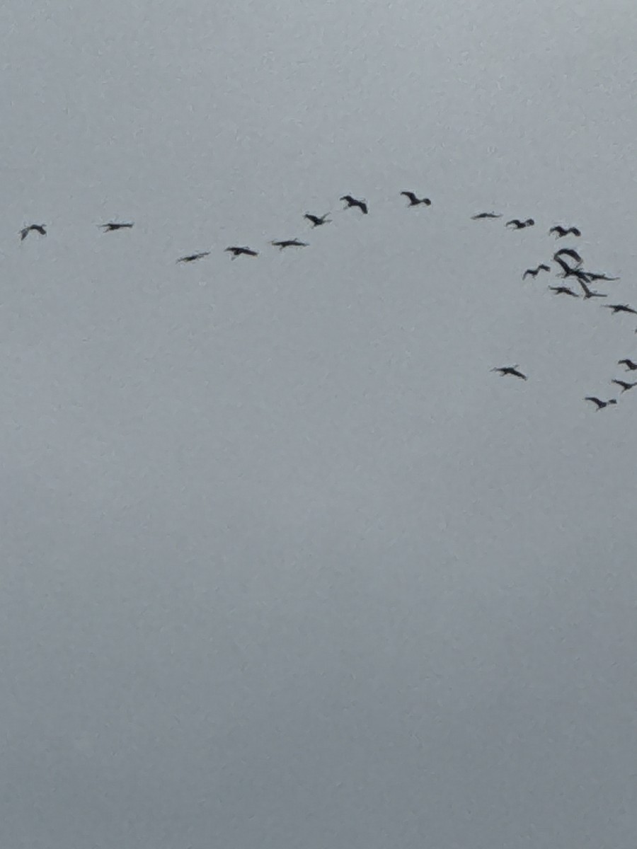 Grulla Canadiense - ML645922328