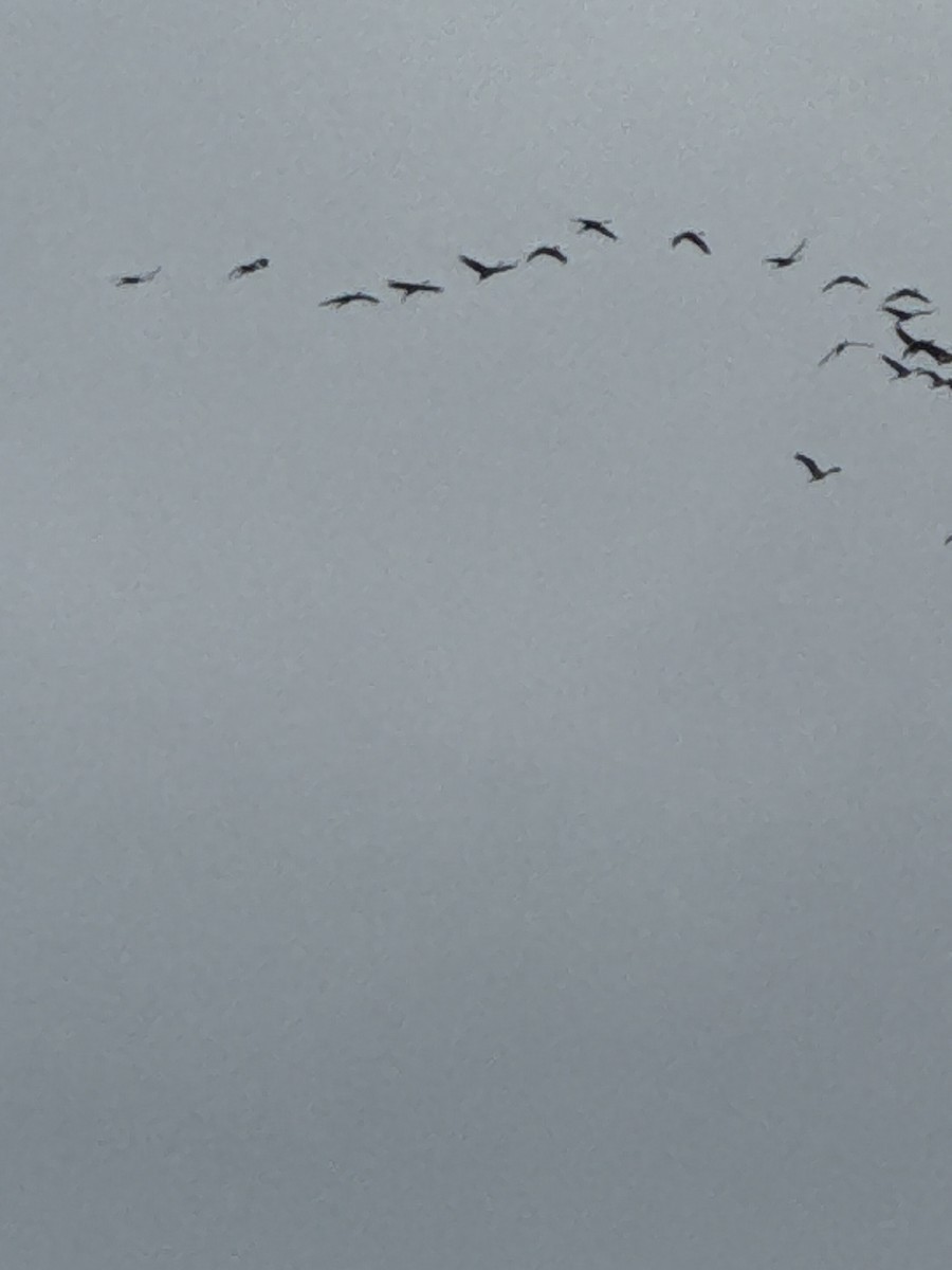 Sandhill Crane - ML645922329