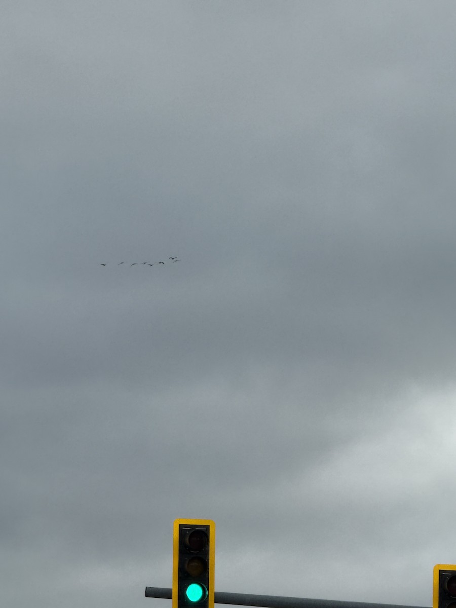 Grulla Canadiense - ML645922330