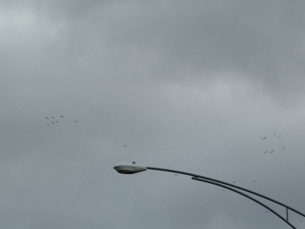 Sandhill Crane - ML645922331