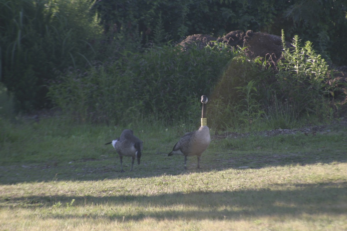 Barnacla Canadiense Grande - ML645922332