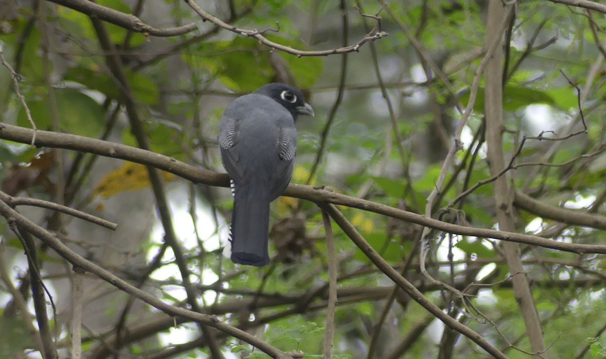 Trogón Caribeño - ML645922333
