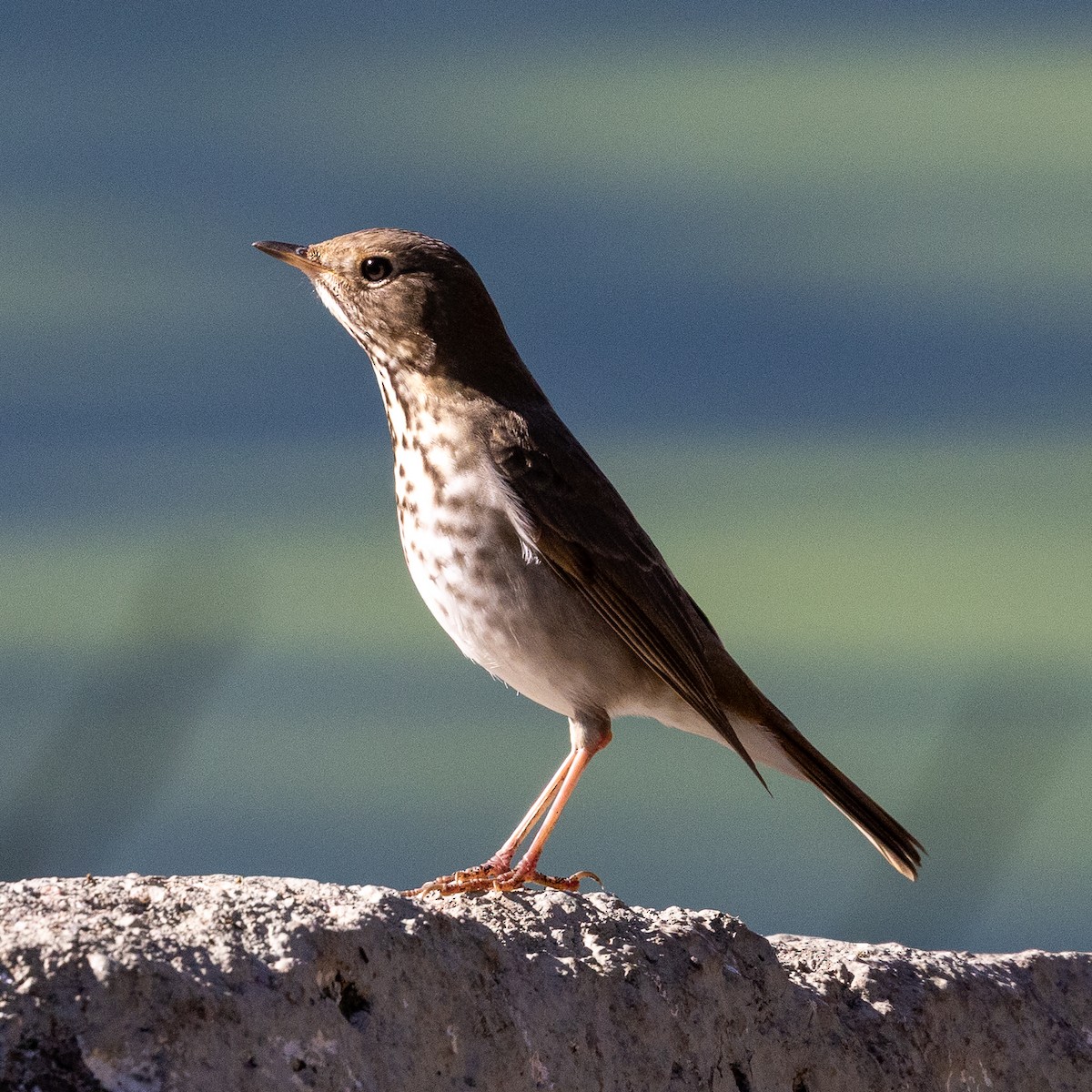 Zorzalito Colirrufo - ML645922334