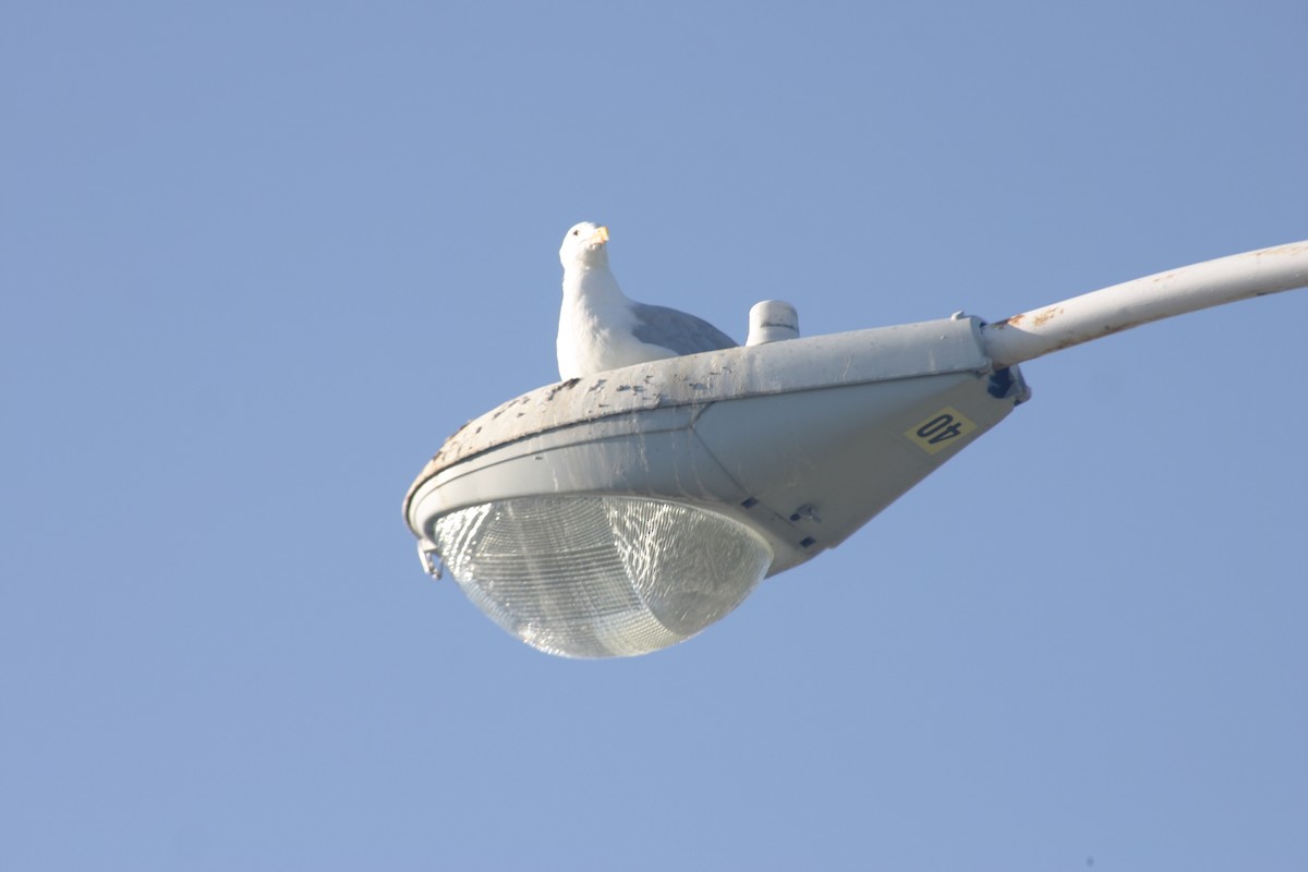 Gaviota Argéntea Americana - ML645922337