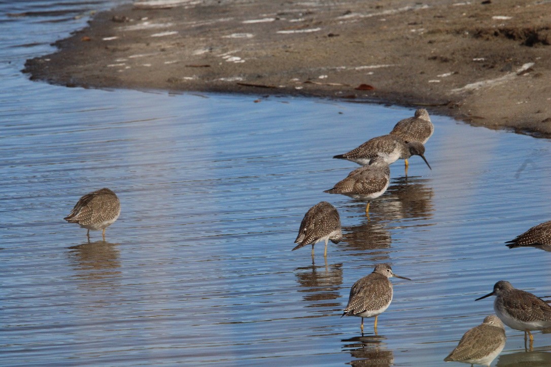 Archibebe Patigualdo Grande - ML645922339